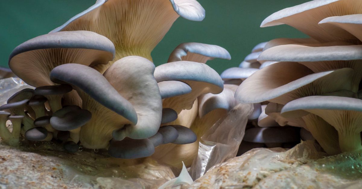 Mushroom Hunting in Montana