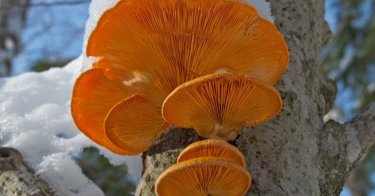 Mushroom Hunting in New Hampshire