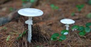 Mushroom Hunting in New York