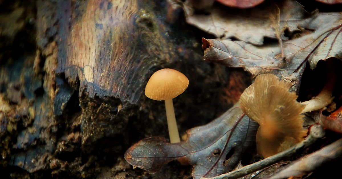 Mushroom Hunting in North Carolina