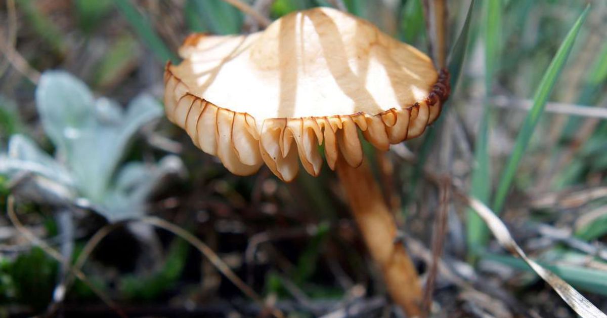 Mushroom Hunting in North Dakota