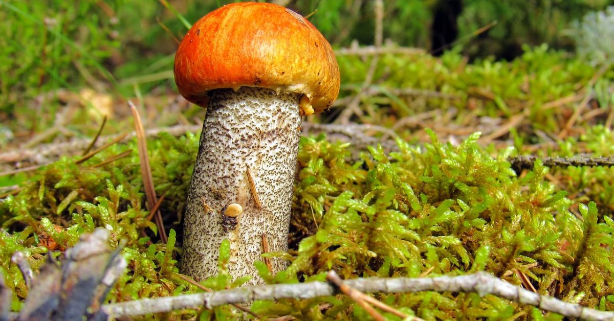 Mushroom Hunting in Ohio