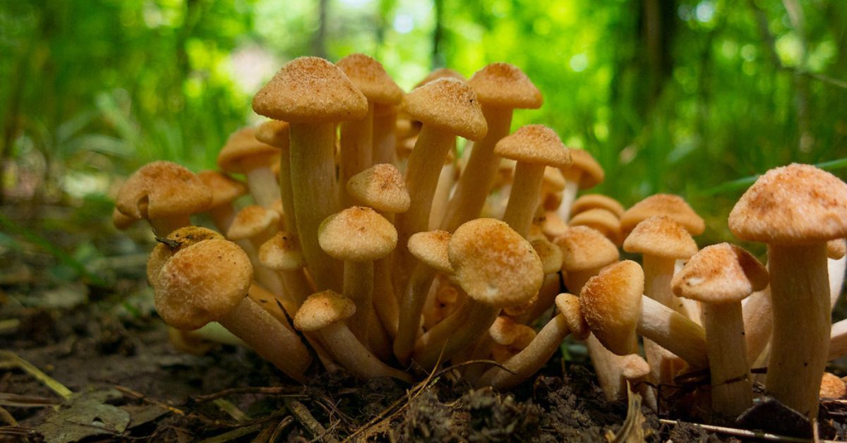 Mushroom Hunting in Oklahoma