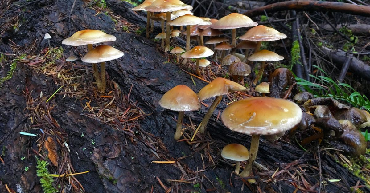 Mushroom Hunting in Oregon