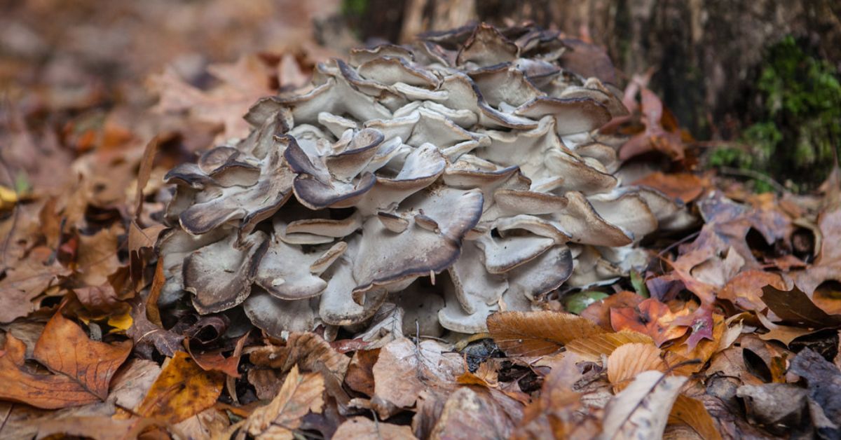 Mushroom Hunting in Pennsylvania