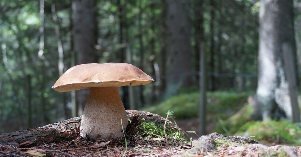 Mushroom Hunting in Rhode Island