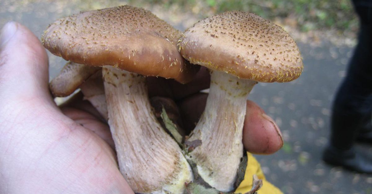 Mushroom Hunting in South Carolina