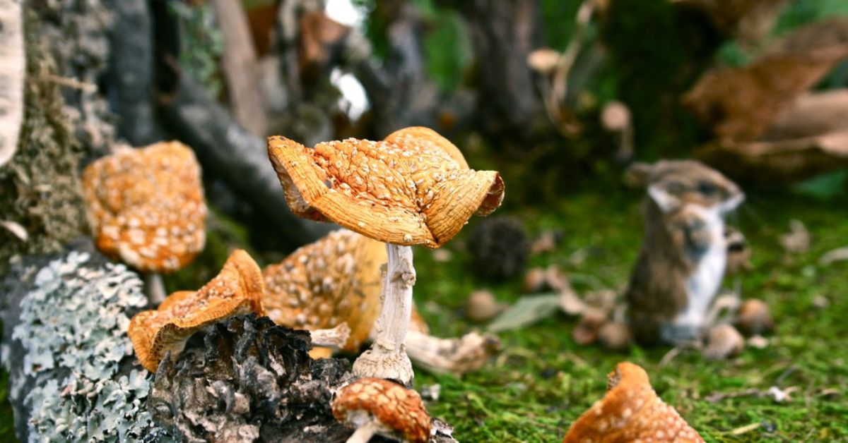 Mushroom Hunting in South Dakota