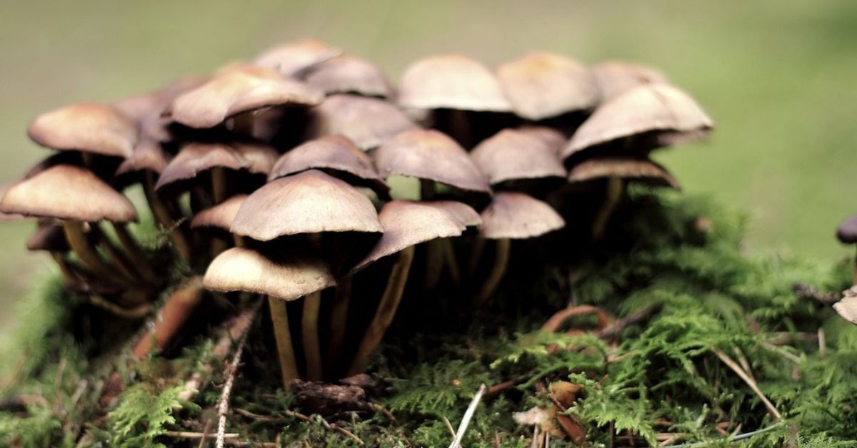 Mushroom Hunting in Virginia