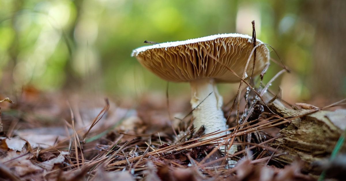 Mushroom Hunting in Washington