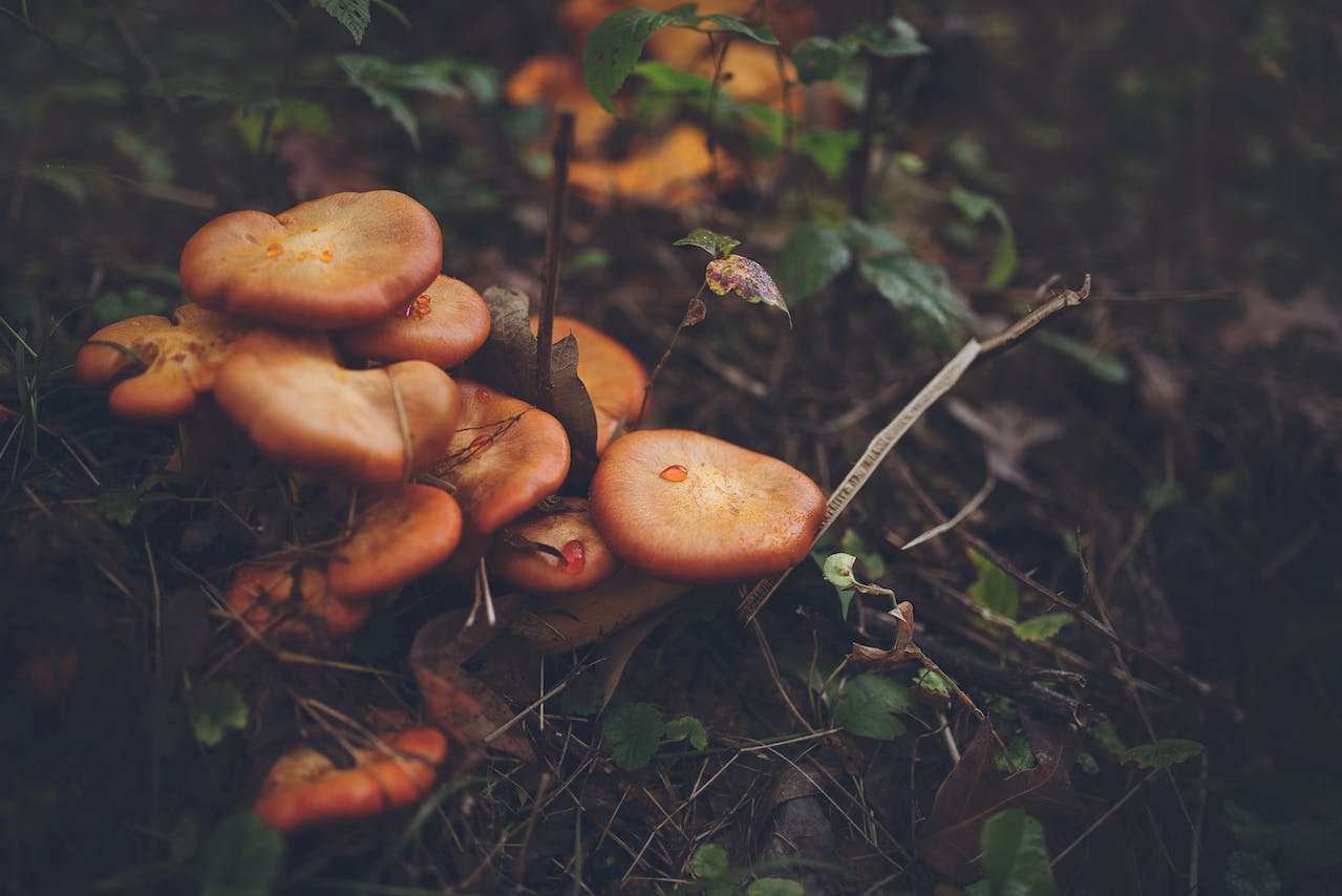 Mushroom Hunting in Tennessee