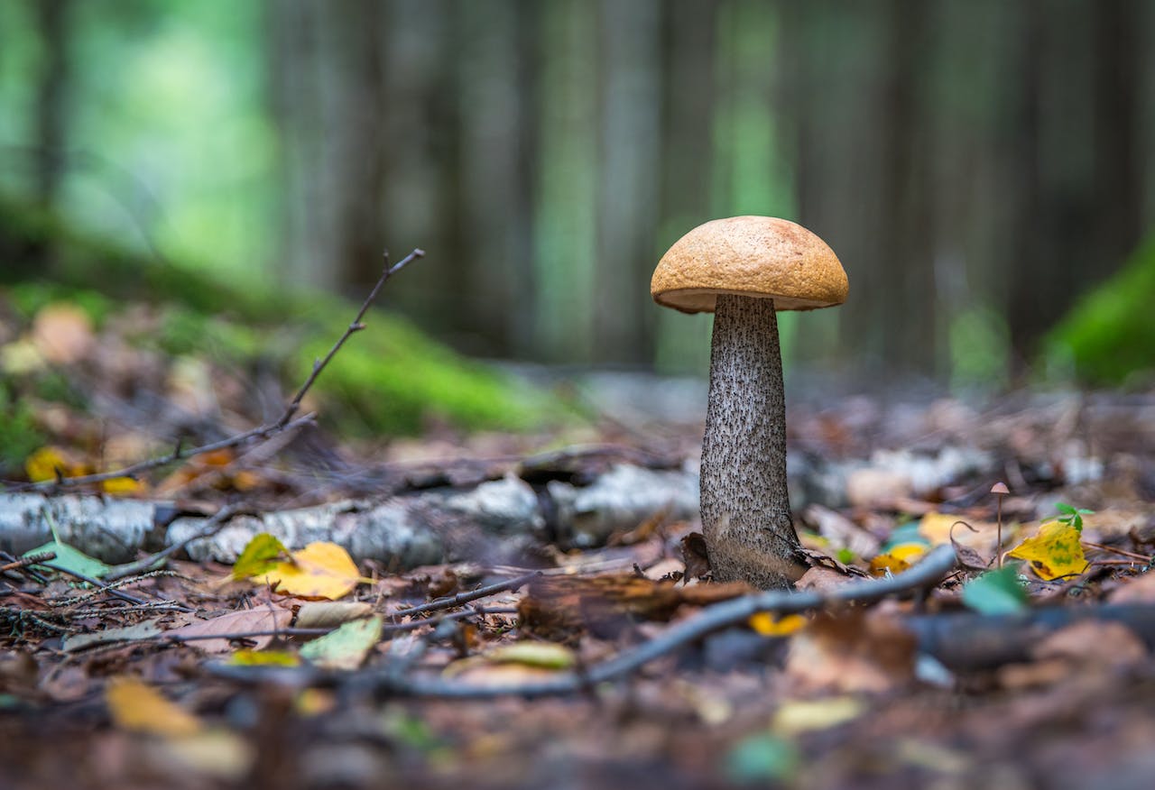 Mushroom Hunting in Mississippi