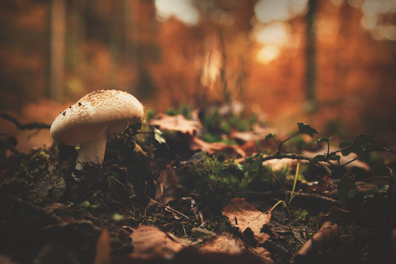Mushroom Hunting in Michigan