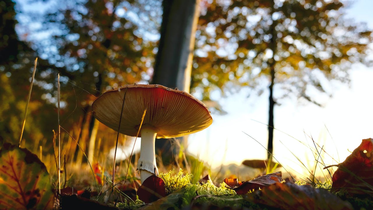 Mushroom Hunting in Maryland