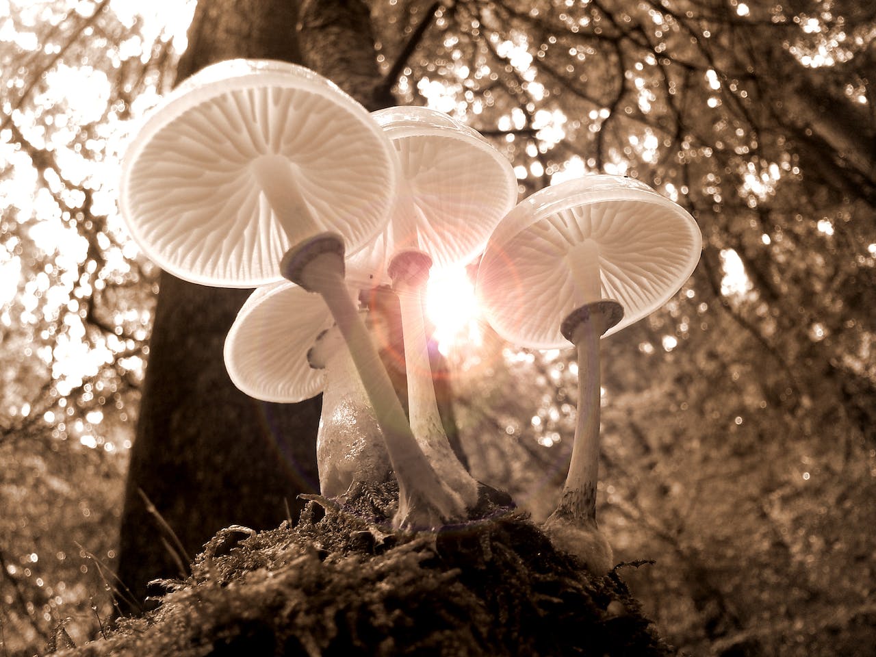 Mushroom Hunting in Arizona
