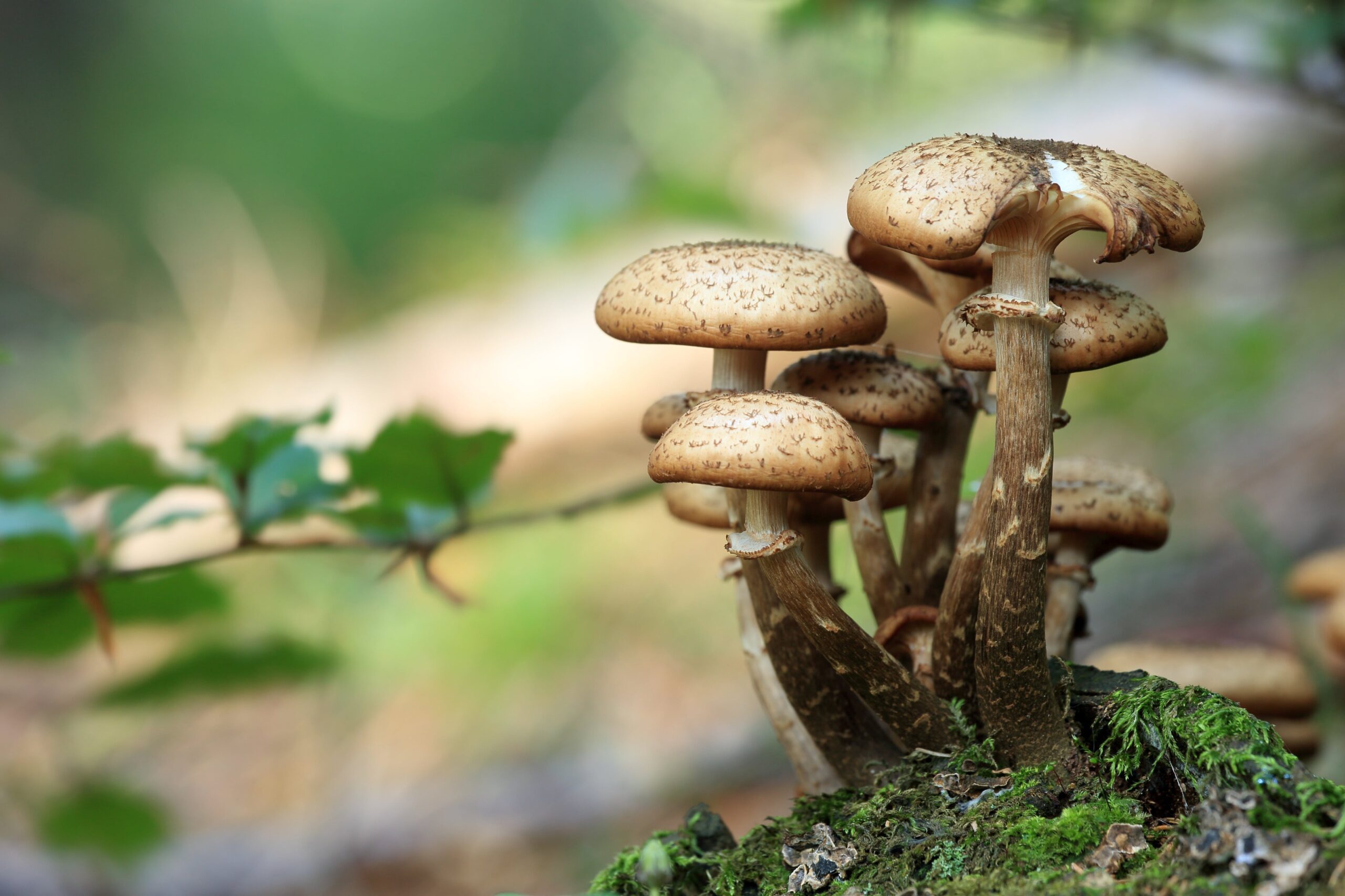 Mushroom Hunting in Alabama
