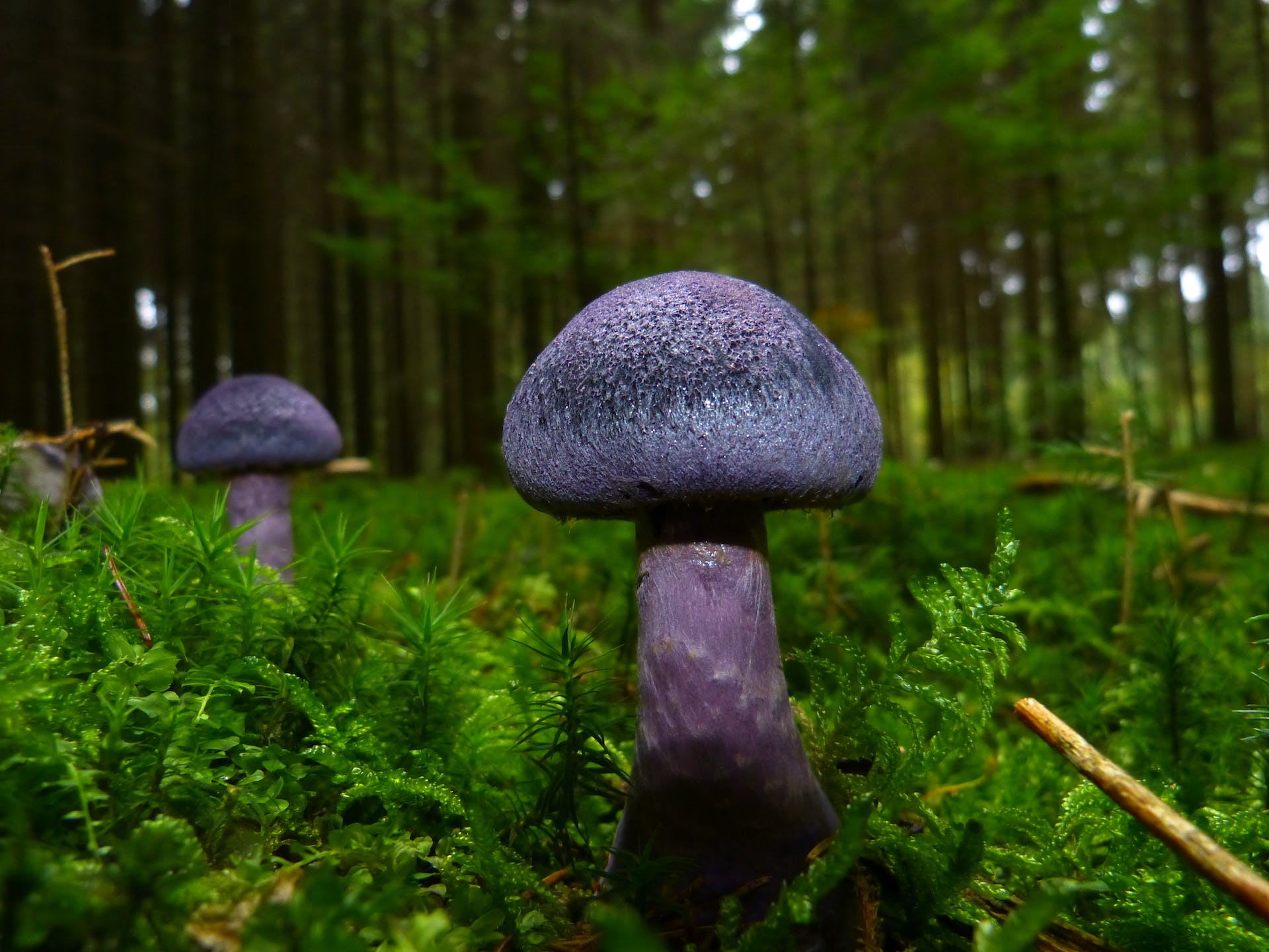 Mushroom Hunting in Massachusetts