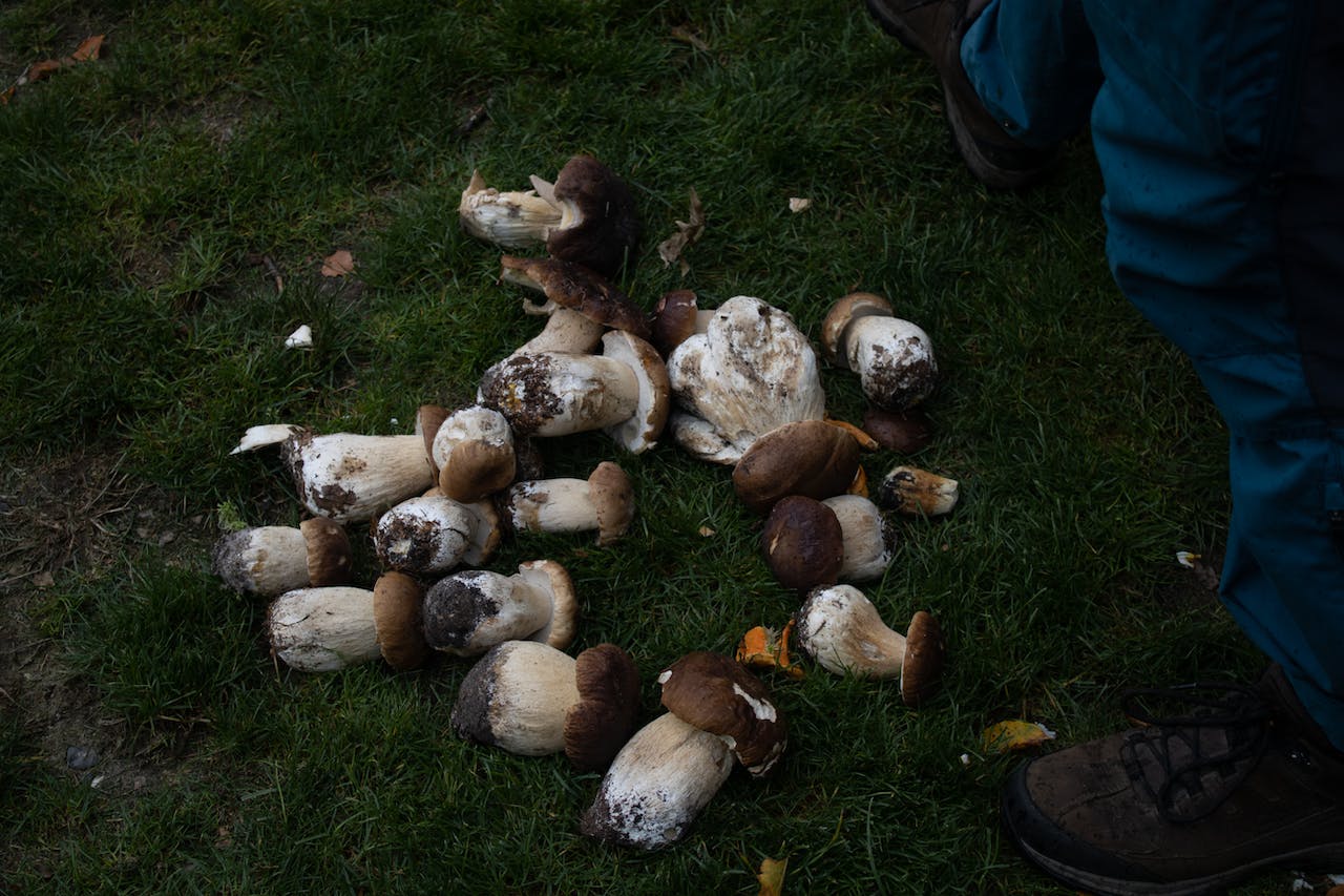 Mushroom Hunting in Minnesota