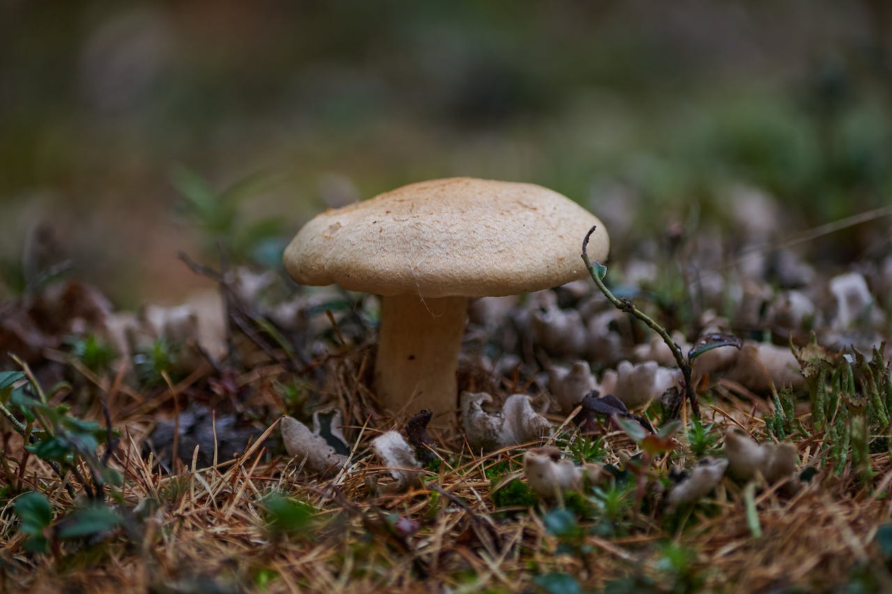 Mushroom Hunting in California